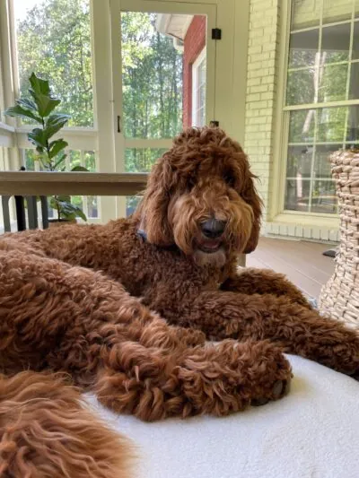 Auggie Campbell — MinistrySure office dog